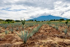 13 Ruta del tequila