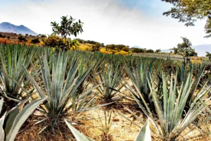 6 Ruta del tequila