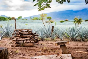 8 Ruta del tequila