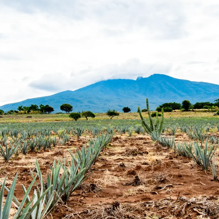 Ruta del tequila